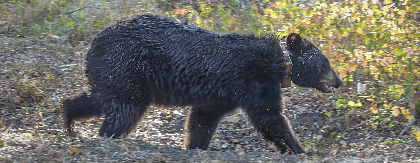 Black Bear Hole