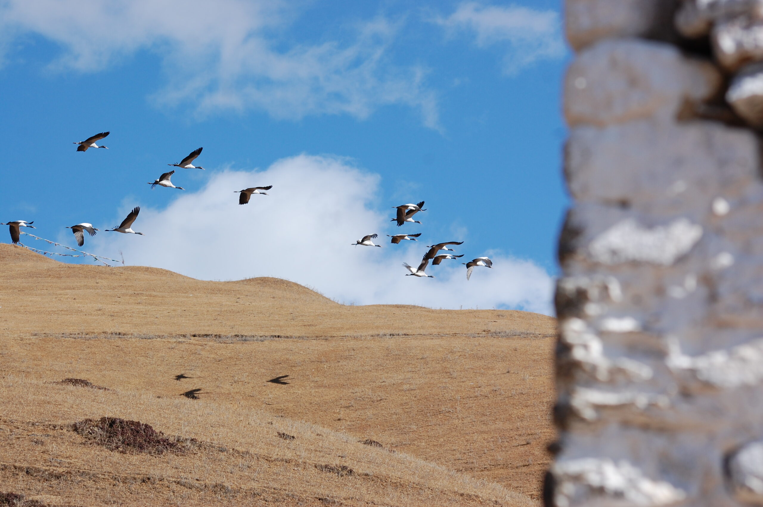 Black-necked Crane Information Centre