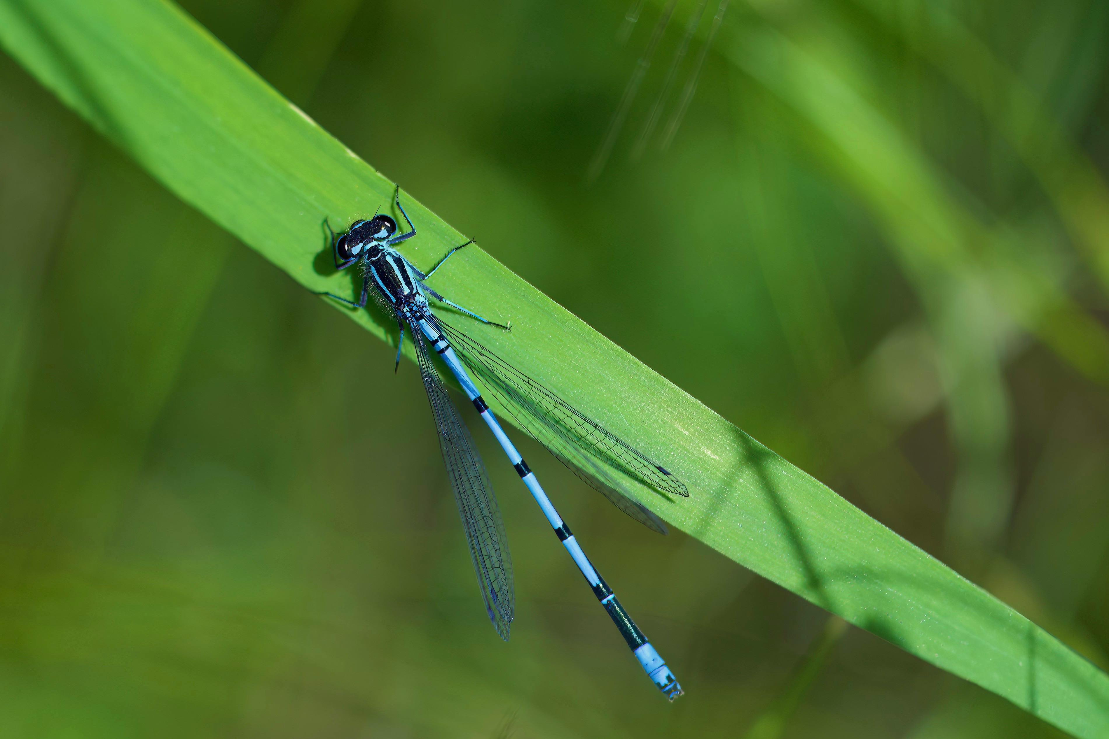 Blue Eye Spring