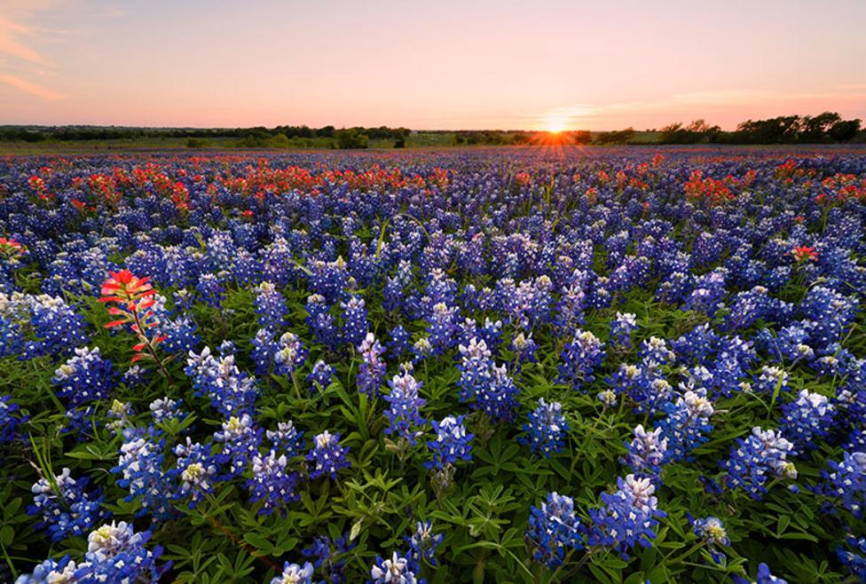 Bluebonnet Trails