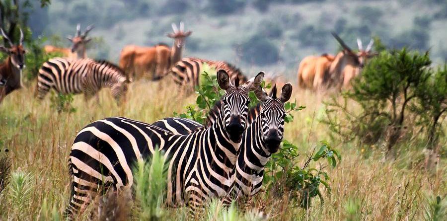 Boat Safari on Lake Mburo