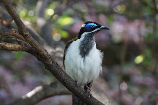 Bonorong Wildlife Sanctuary