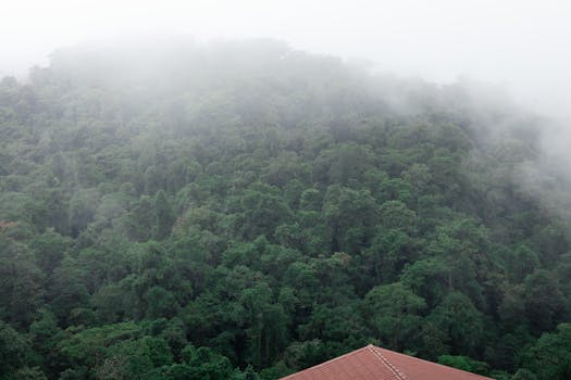 Bosque de la Hoja