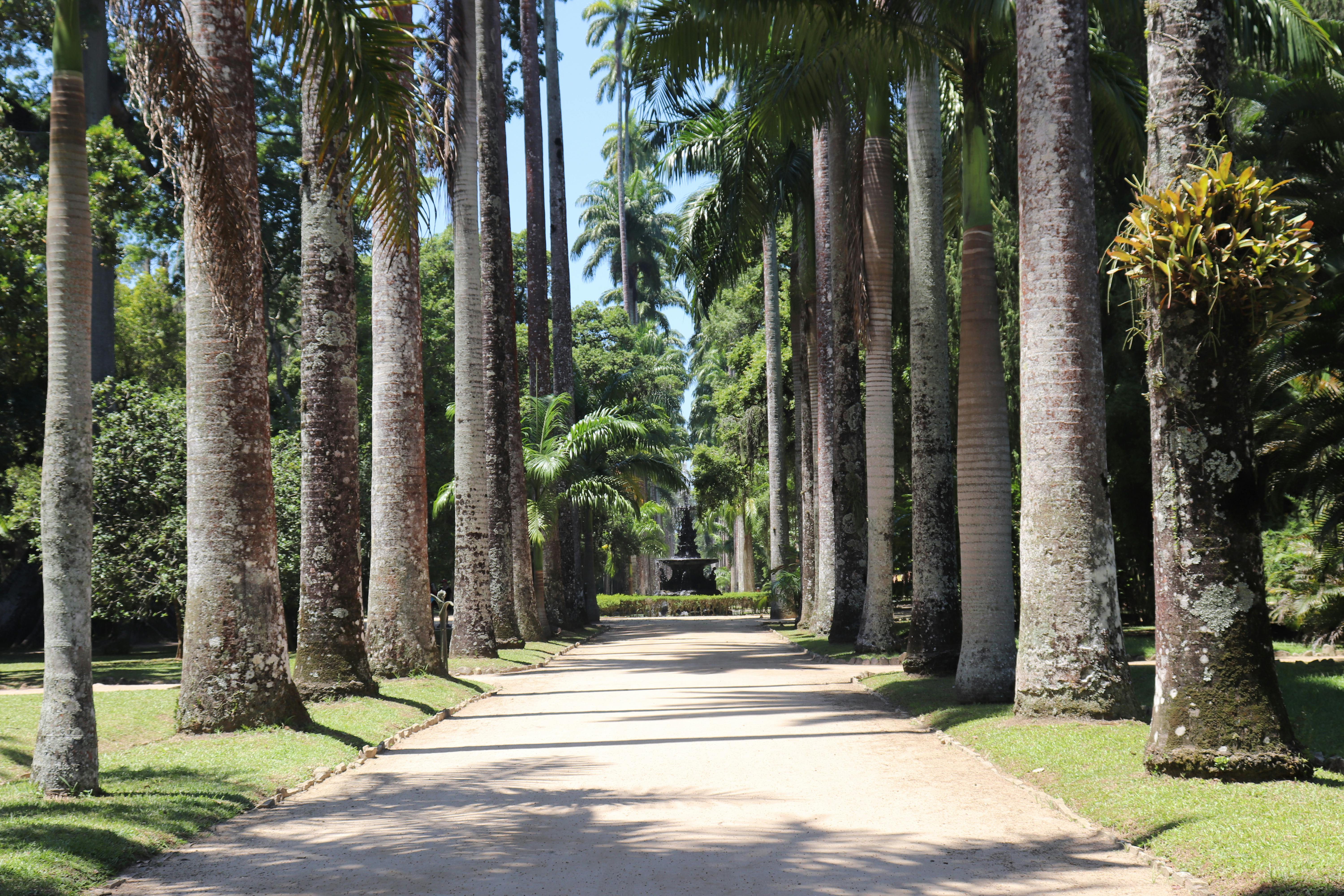 Botanical Garden of Rio de Janeiro