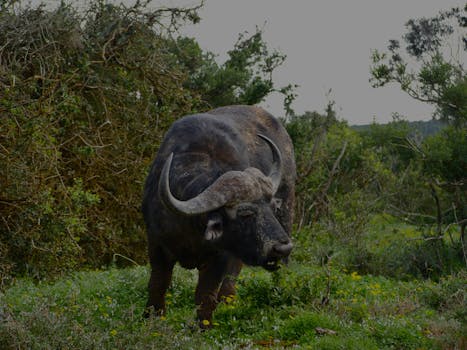 Botlierskop Private Game Reserve