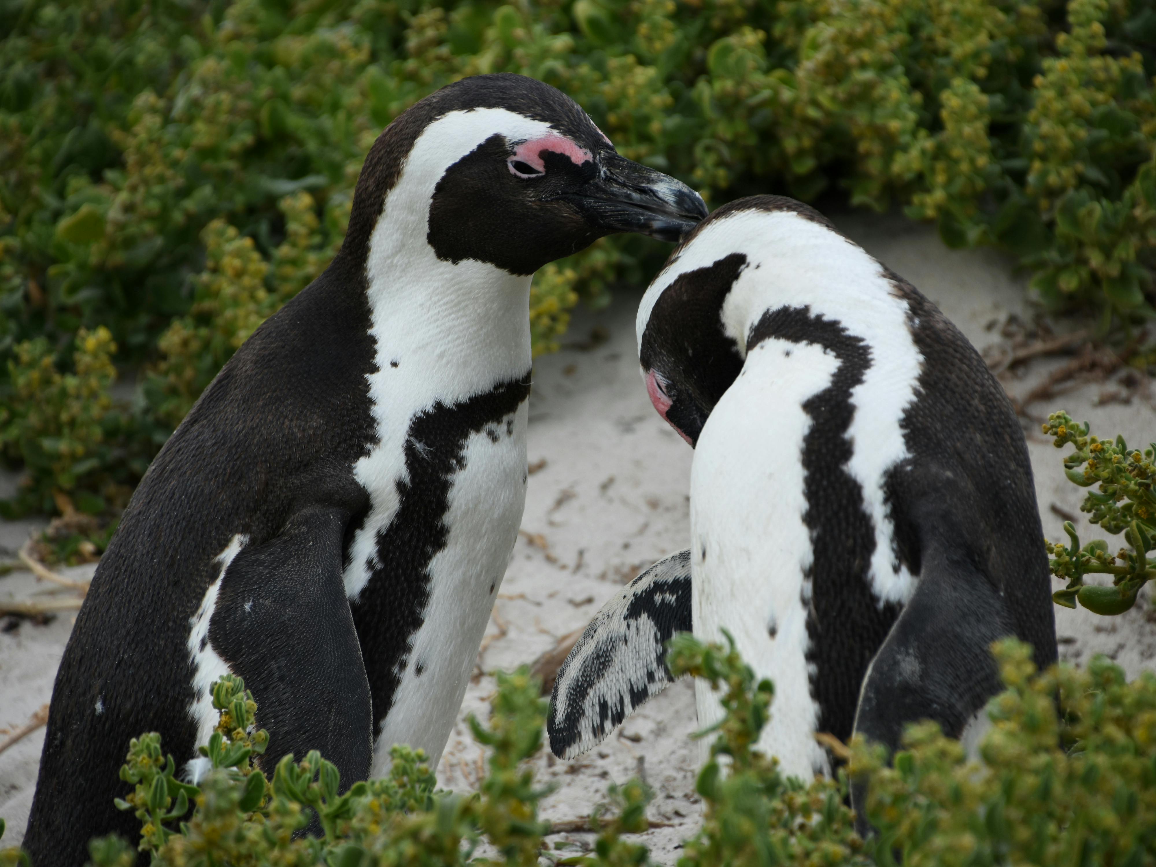 Boulders Beach