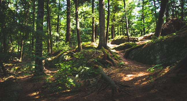 Bracebridge Resource Management Centre Trails