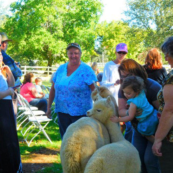 Brighton Rose Alpacas