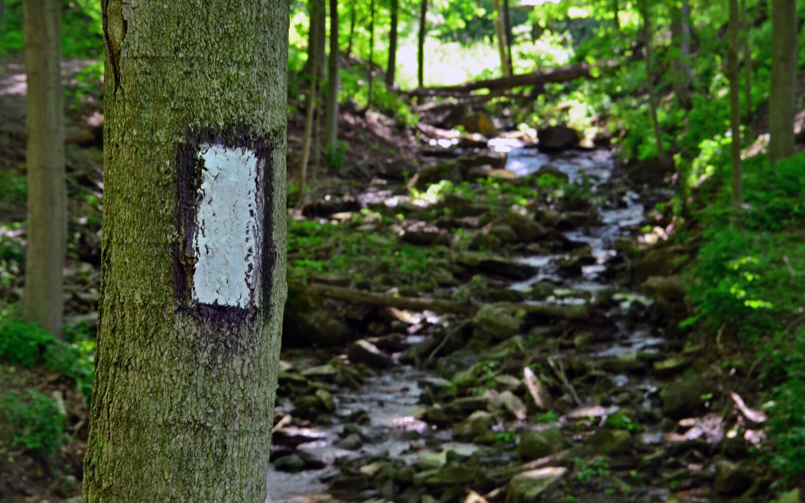 Bruce Trail