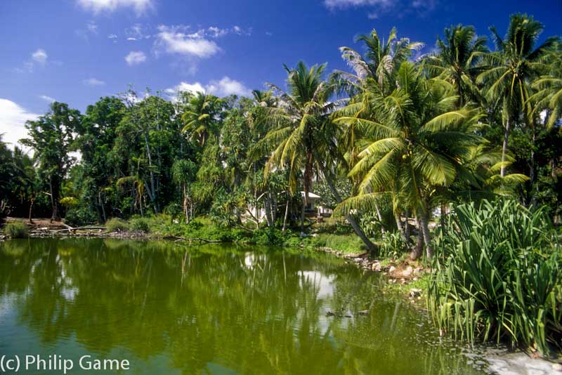 Buada Rainforest