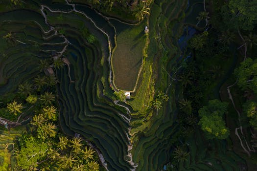 Bukit Selong Rice Terraces