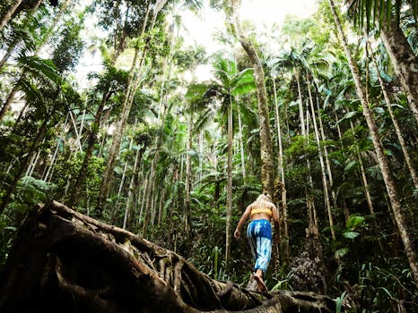 Bundewallah Rainforest Walk