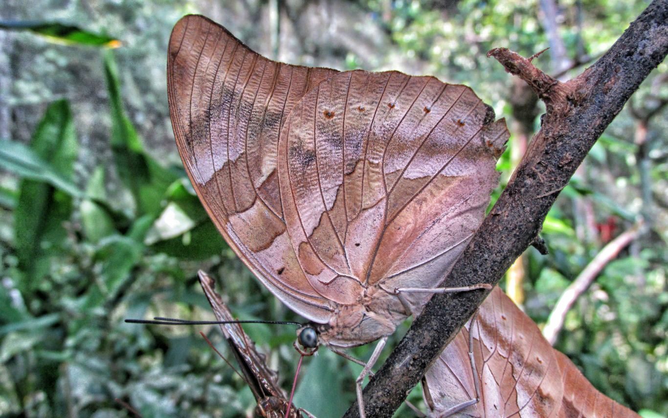 Butterfly Farm Pilpintuwasi