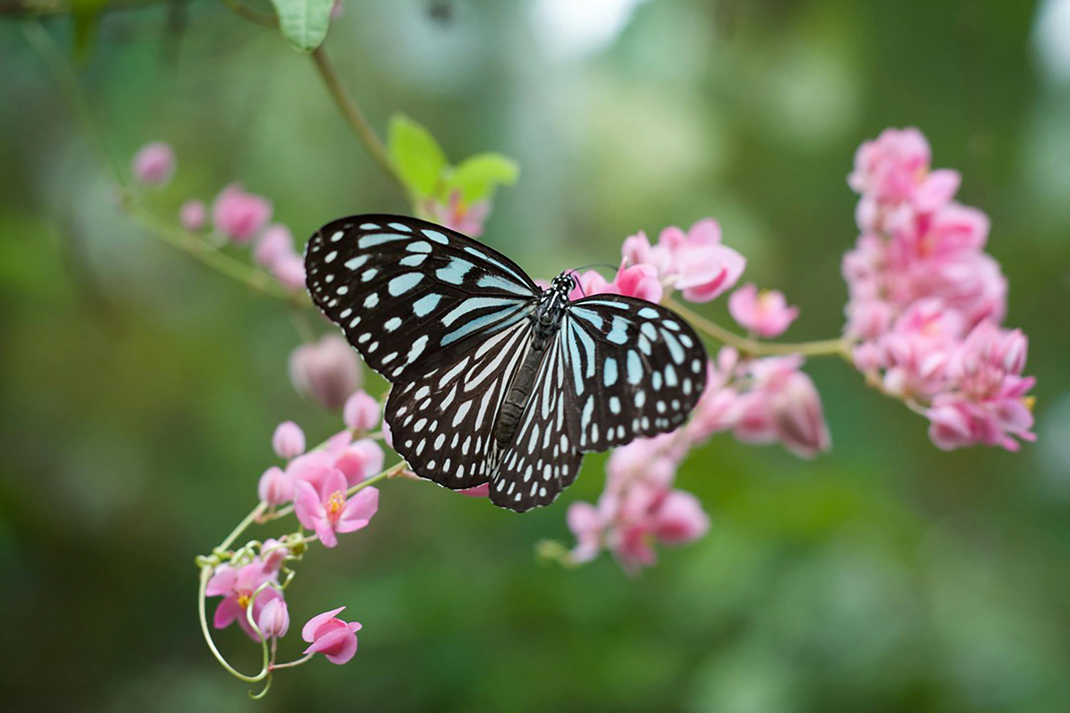 Butterfly Garden