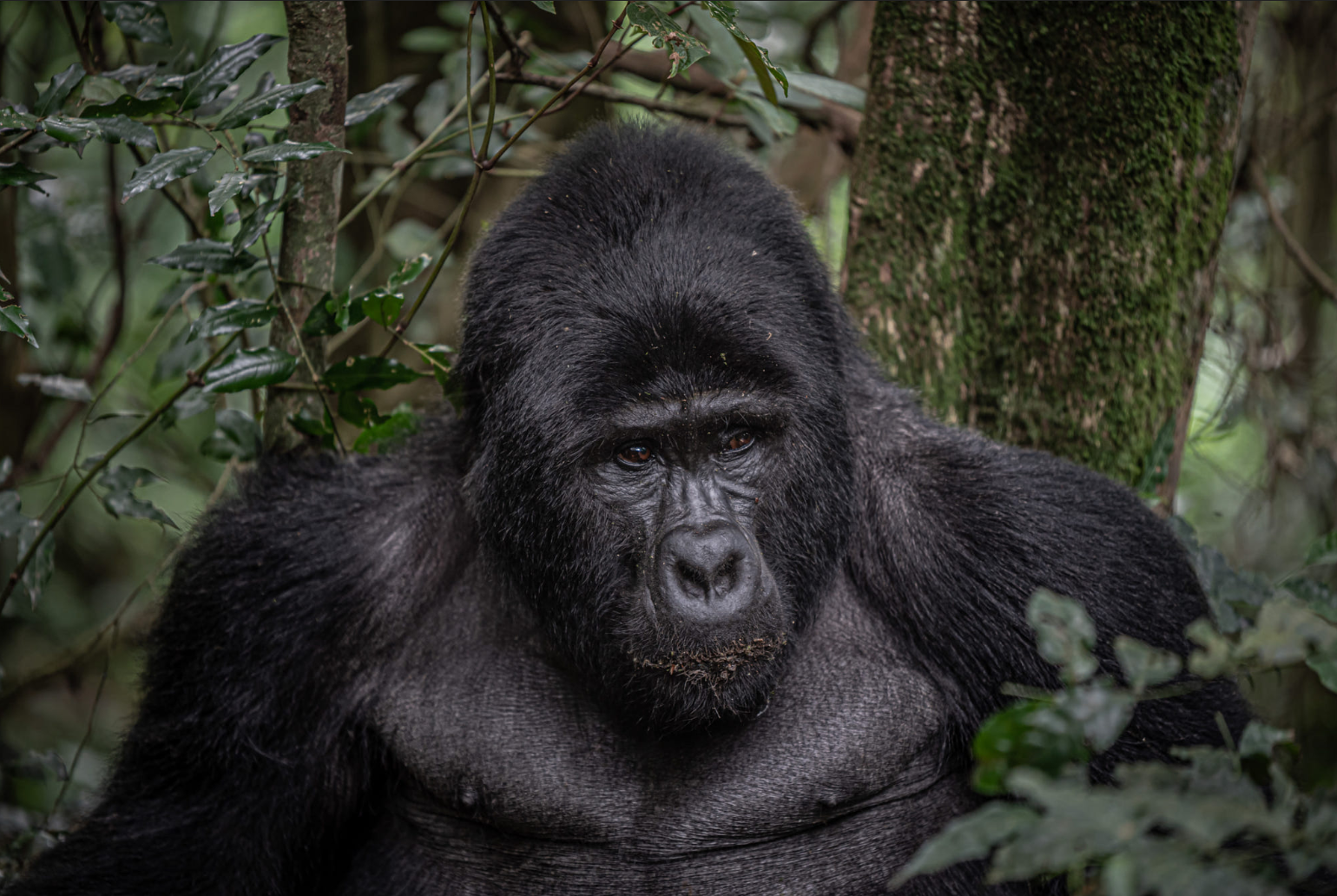 Bwindi Impenetrable Forest