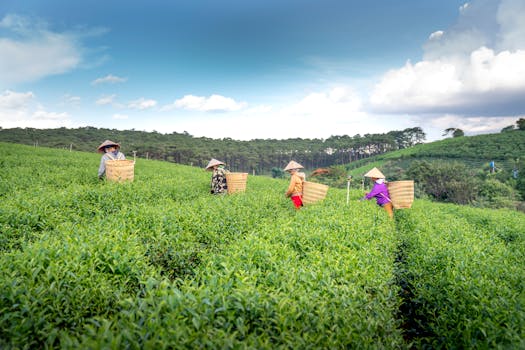 Cầu Đất Tea Hill