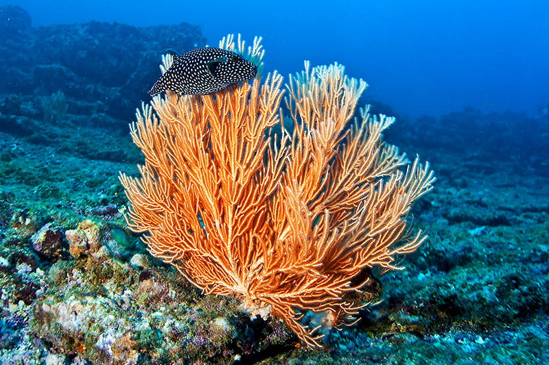 Caño Island Biological Reserve