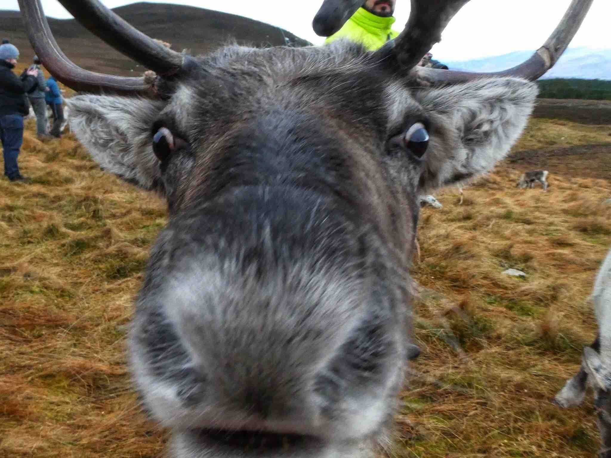 Cairngorm Reindeer Centre