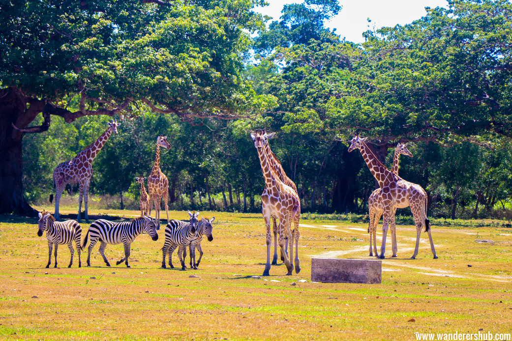 Calauit Safari Park