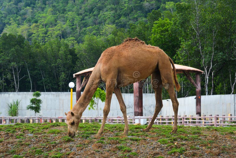 Camel Safari in Nubra Valley