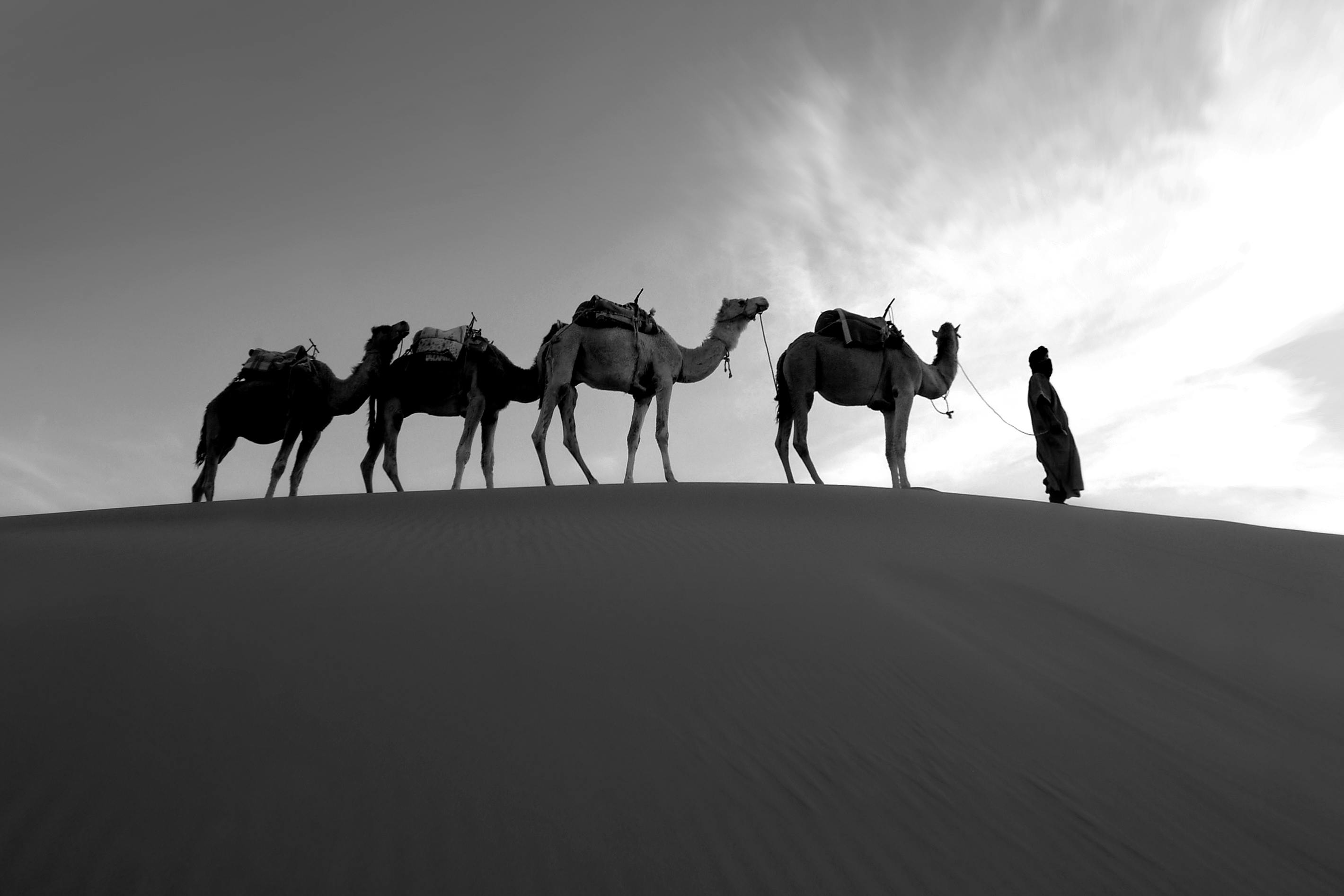 Camel Trekking