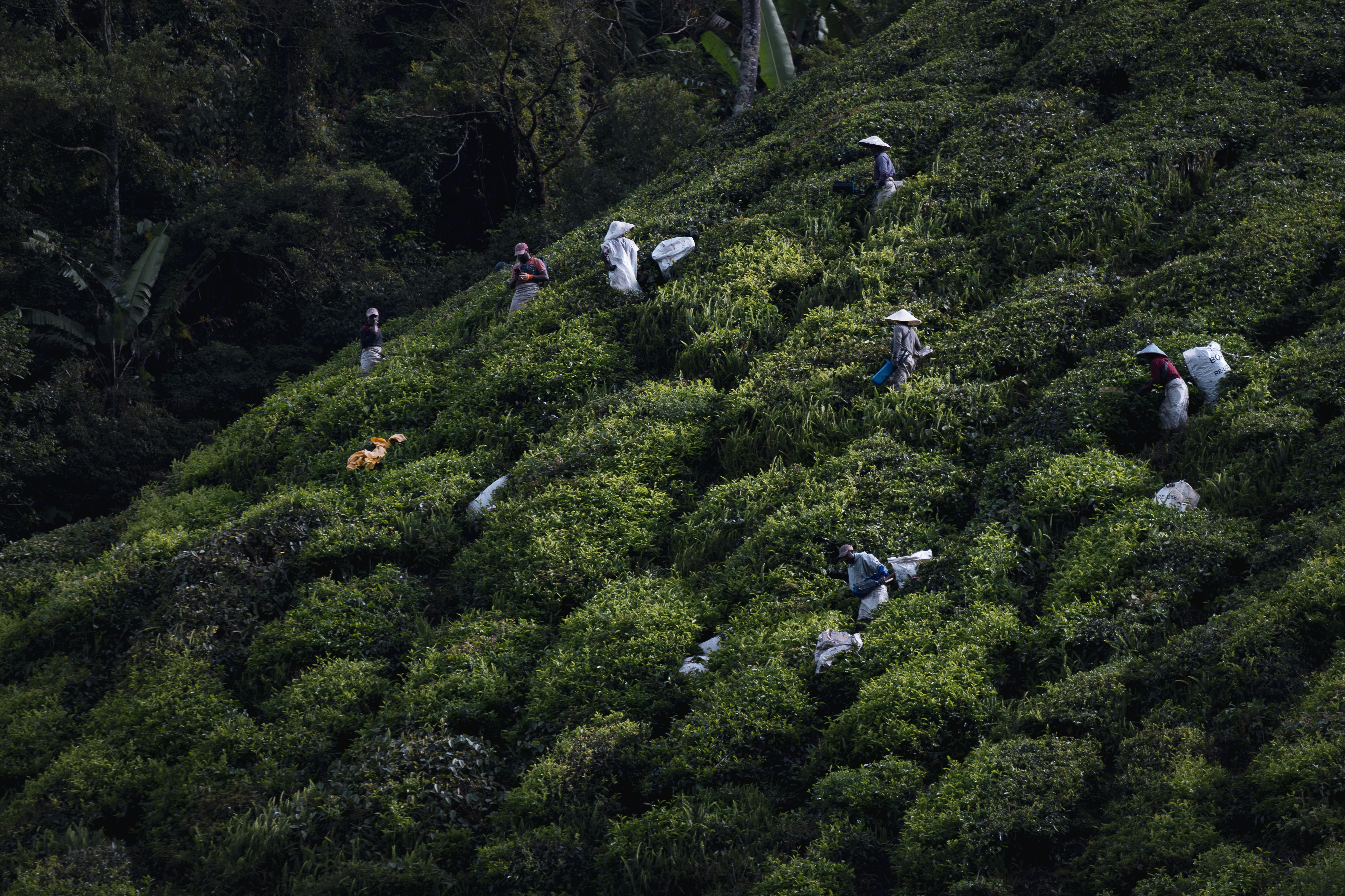 Cameron Bharat Tea Estate