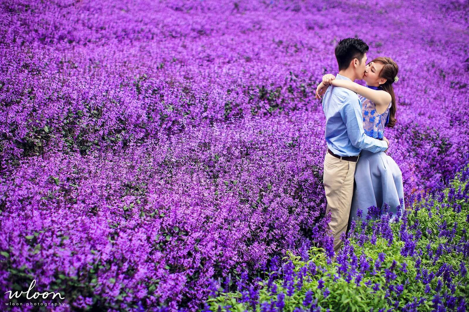 Cameron Lavender Garden