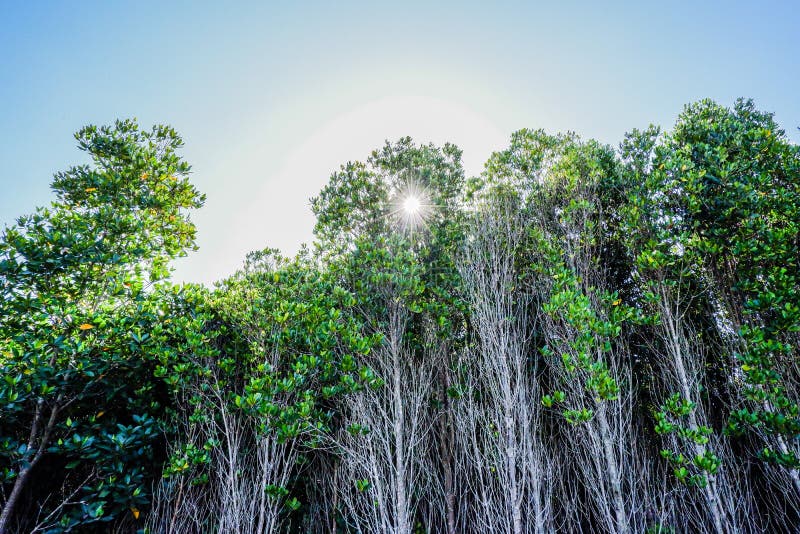 Can Gio Mangrove Forest