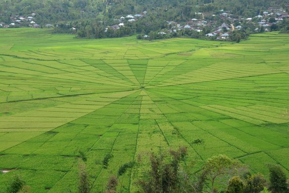 Cancar Spider Rice Fields