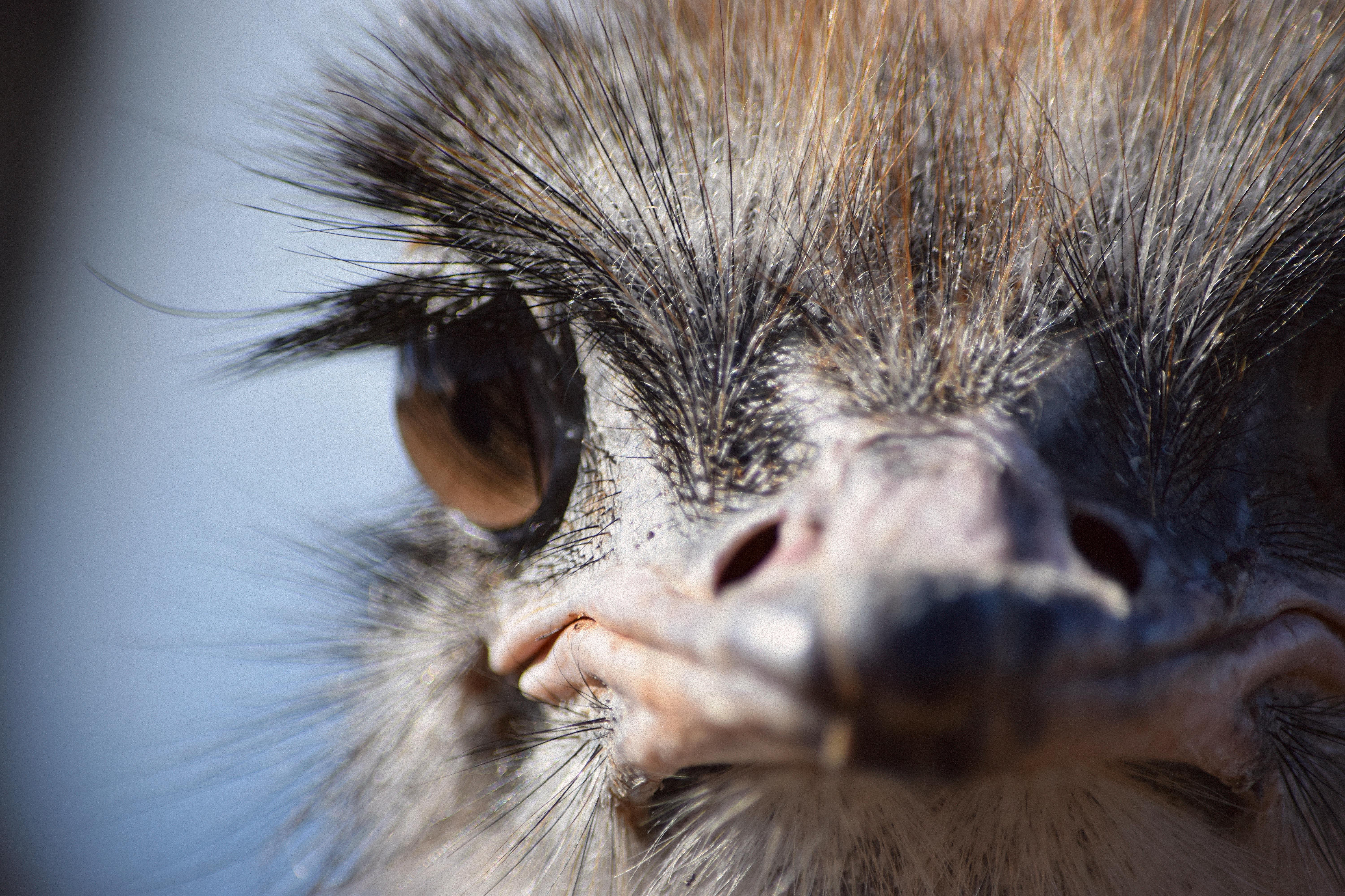 Cango Wildlife Ranch