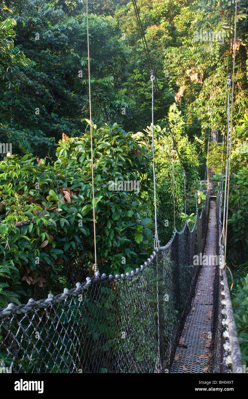 Canopy Walkway