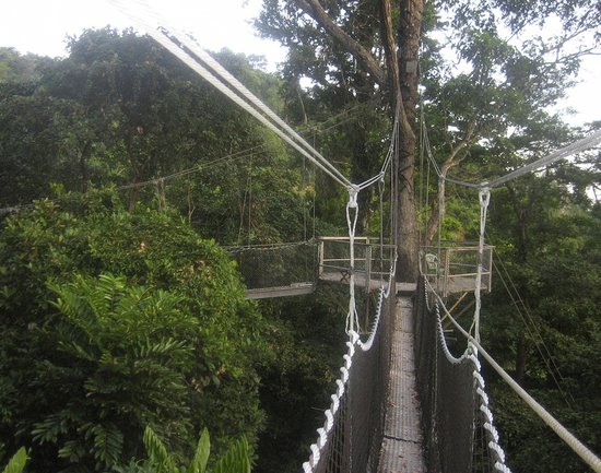 Canopy Walkway