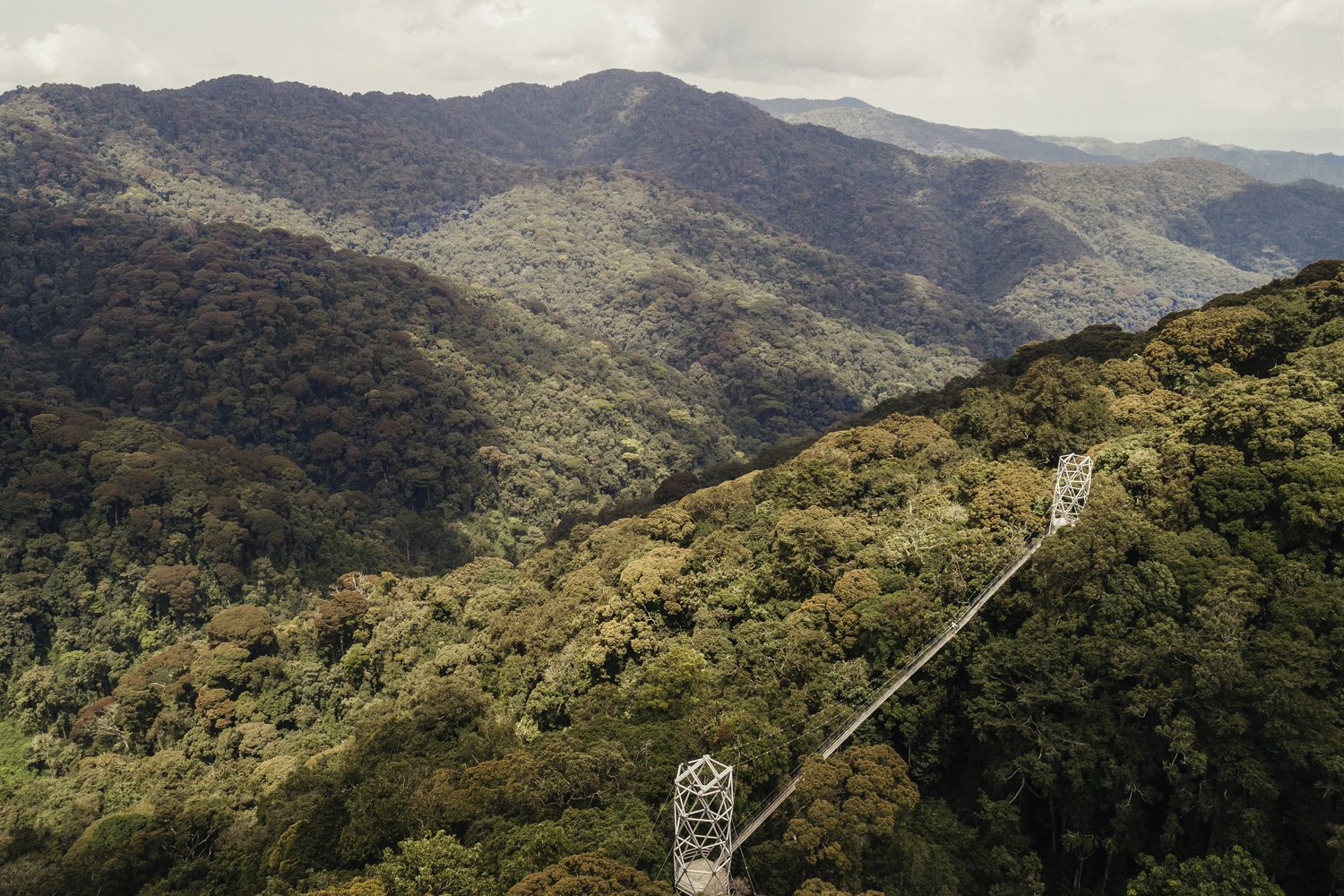 Canopy Walkway