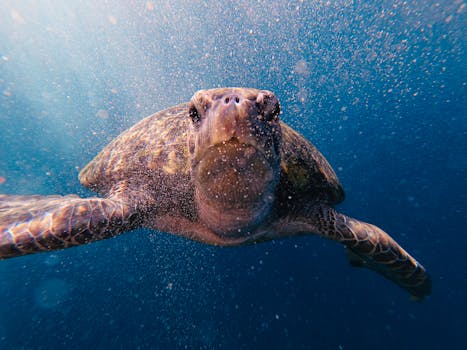 Cape Je Ta Kang (Marine Turtle Conservation Centre)