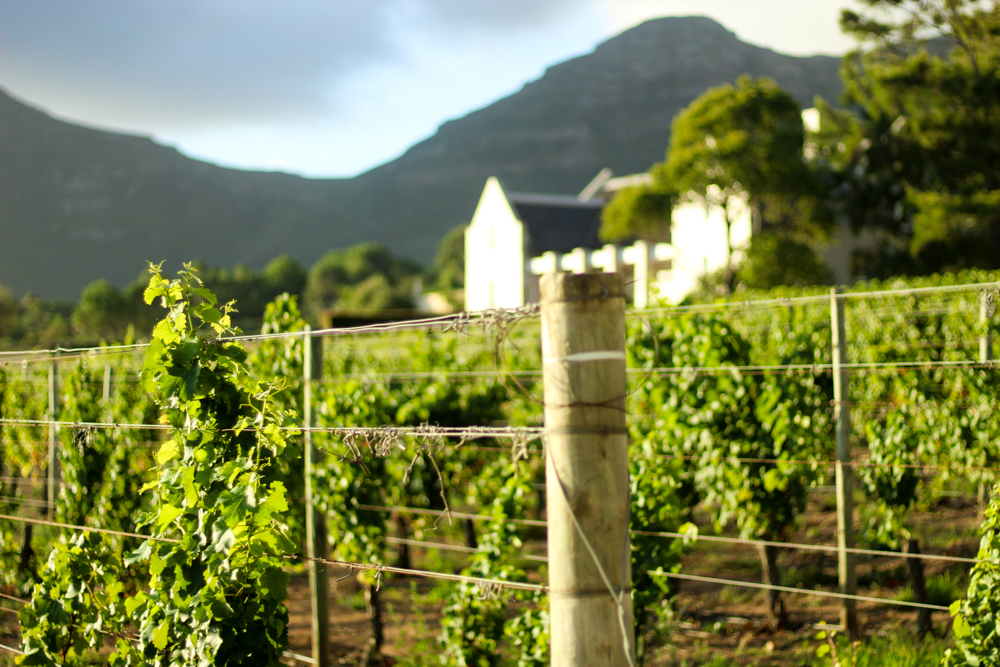 Cape Point Vineyards