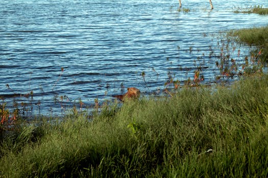 Capivaras Lagoon