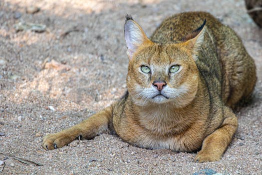 Caracal Biodiversity Center