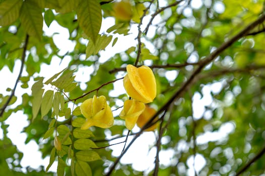 Carambola Botanical Gardens