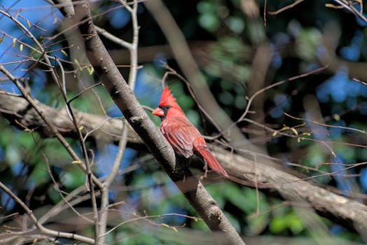 Cardinal Stage