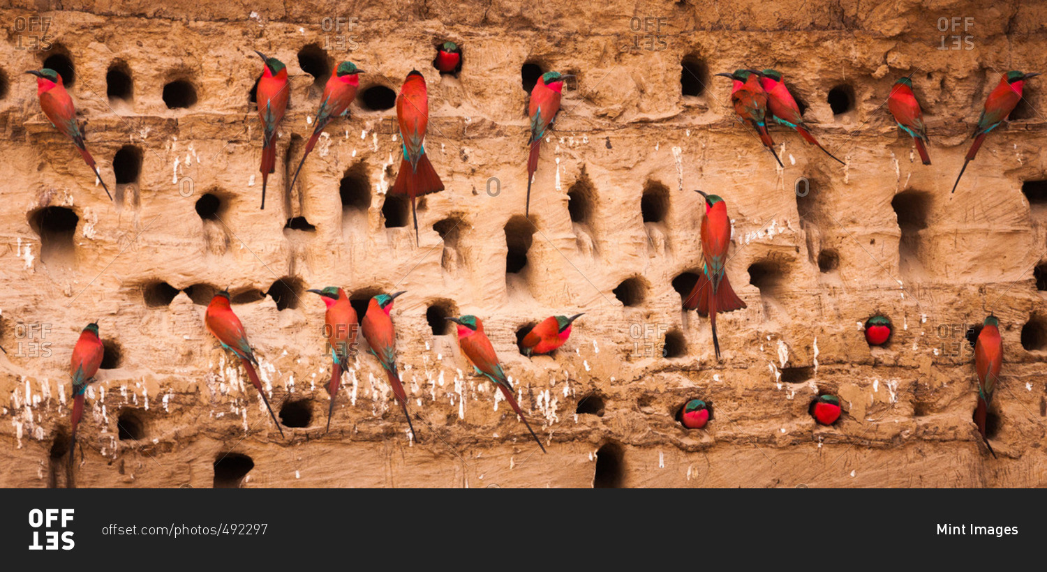 Carmine Bee-eaters