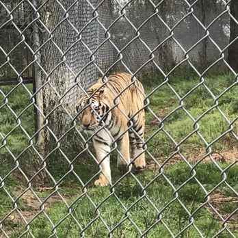 Carolina Tiger Rescue