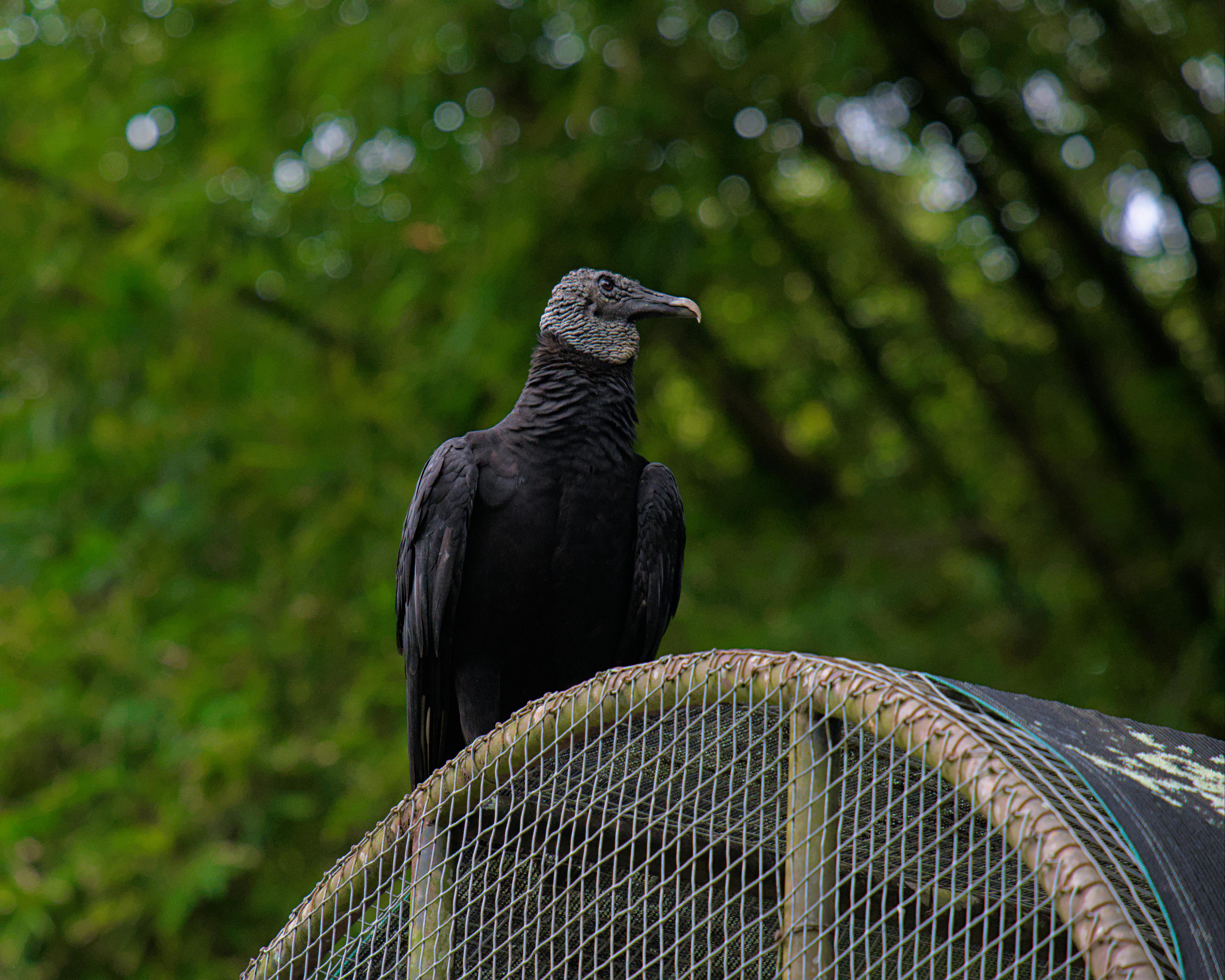 Caroni Bird Sanctuary