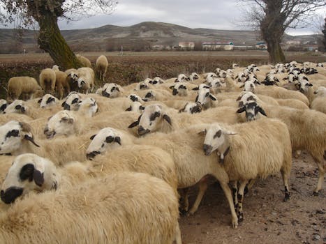 Cartuja de Miraflores