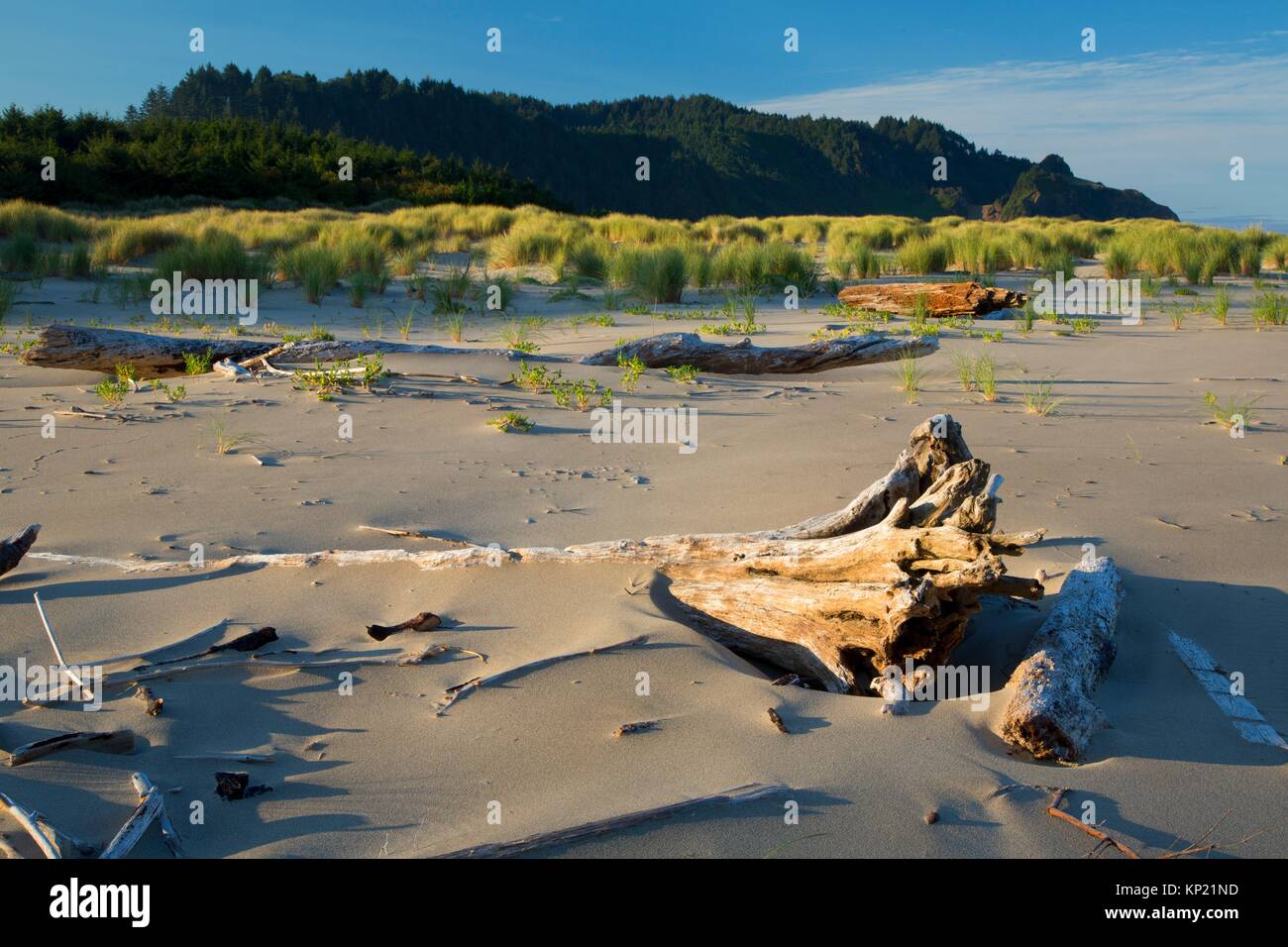 Cascade Head Scenic Research Area