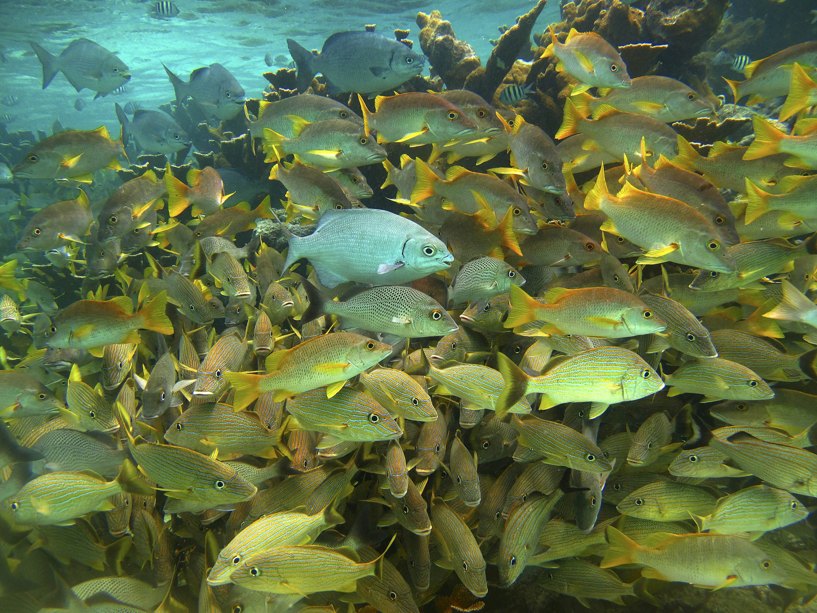 Caye Caulker Marine Reserve