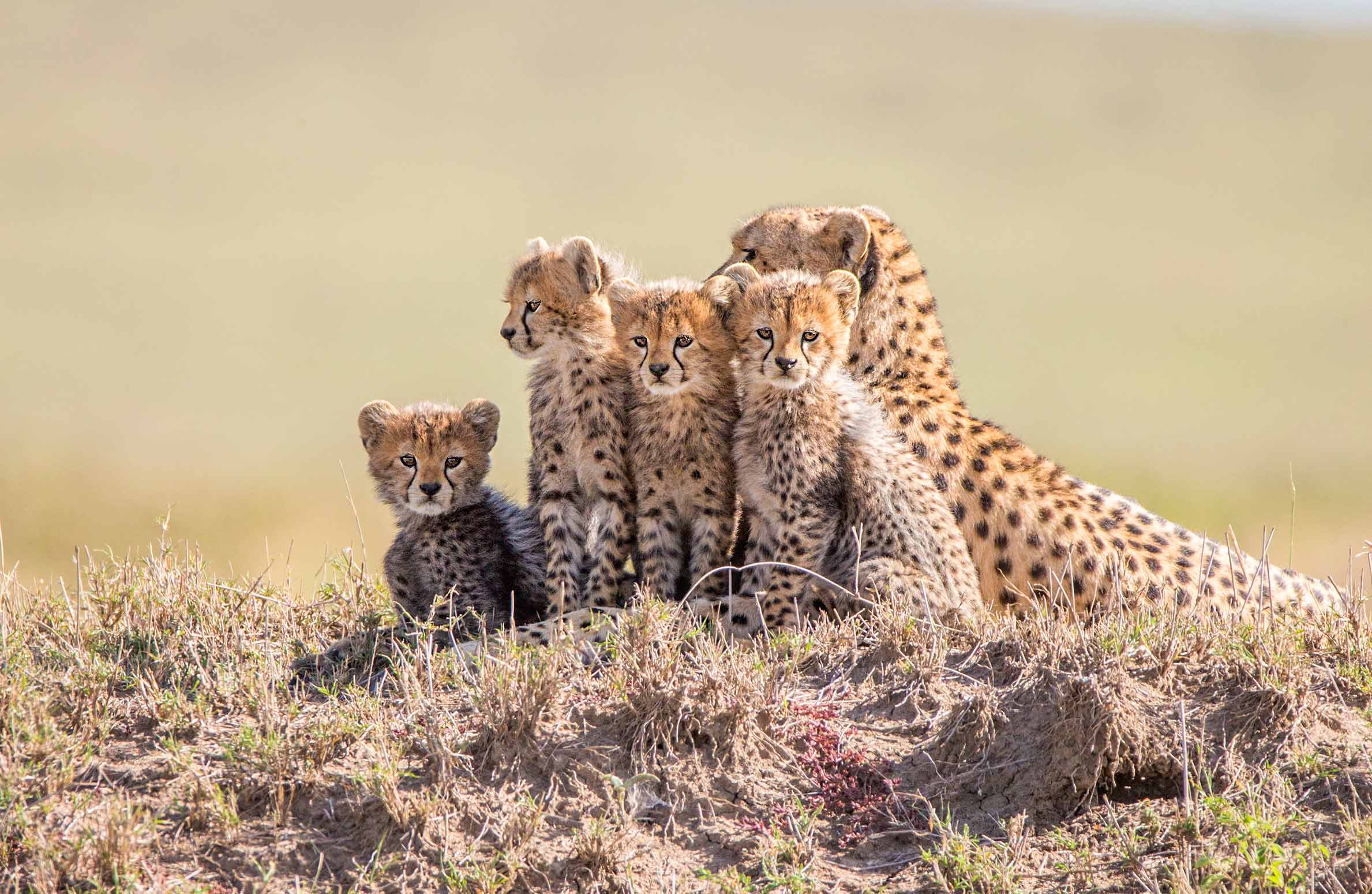 Cheetah Conservation Fund