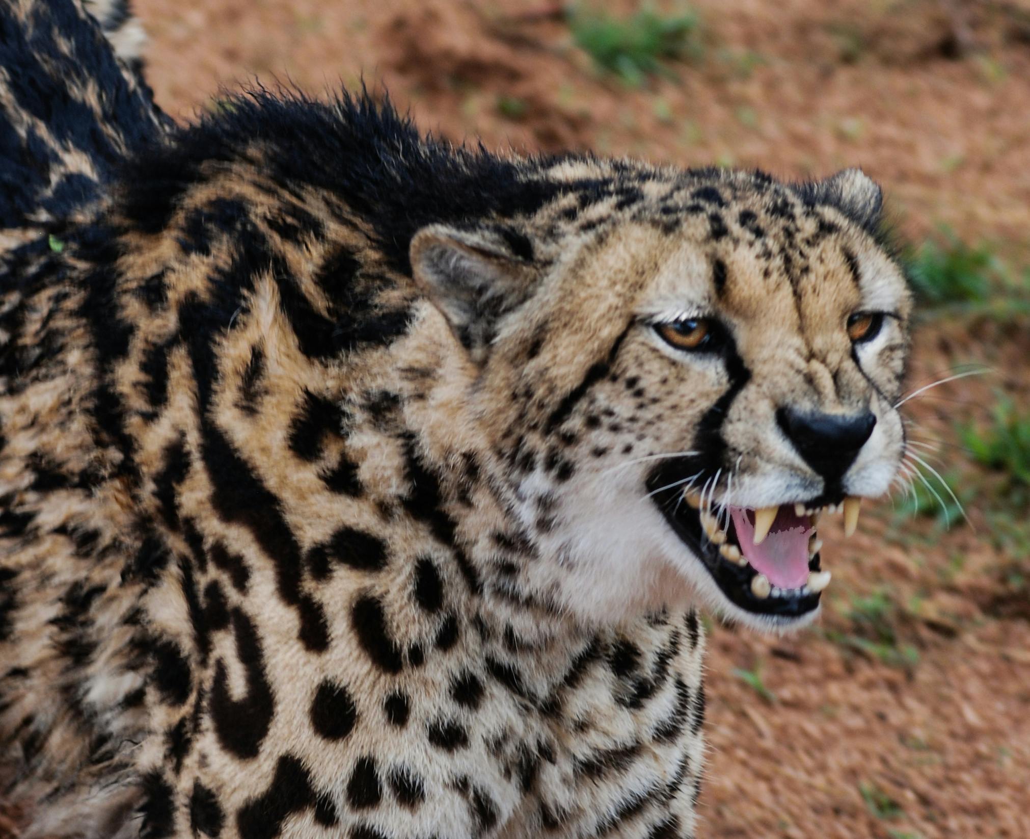 Cheetah Experience