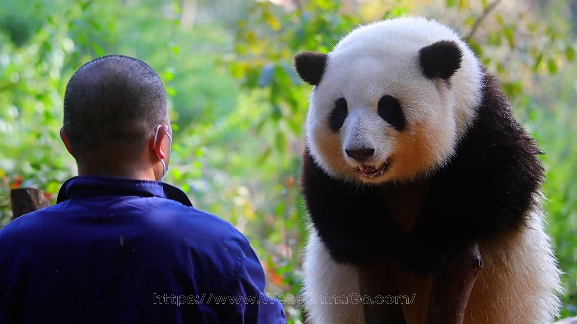 Chengdu Research Base of Giant Panda Breeding