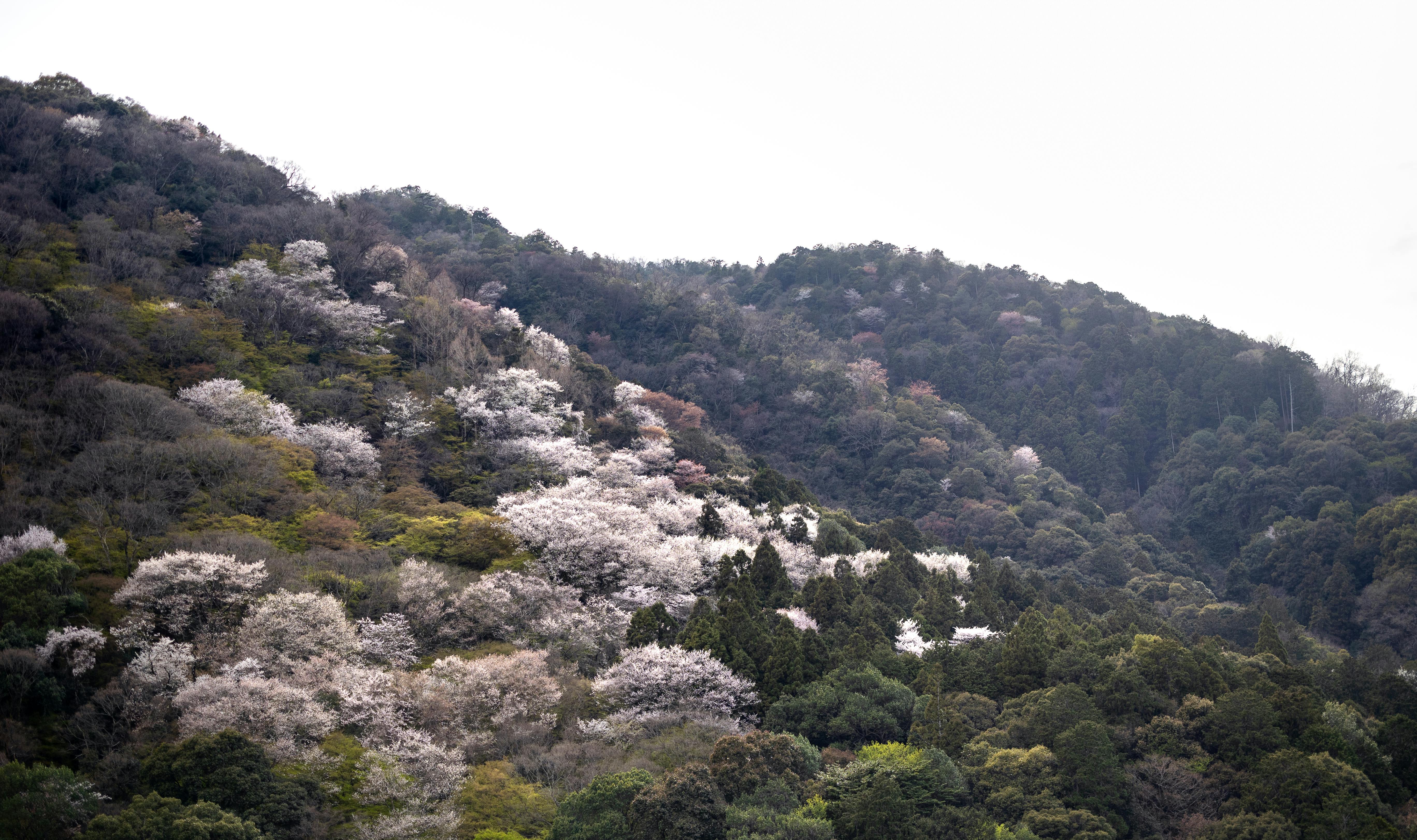 Cherry Tree Hill