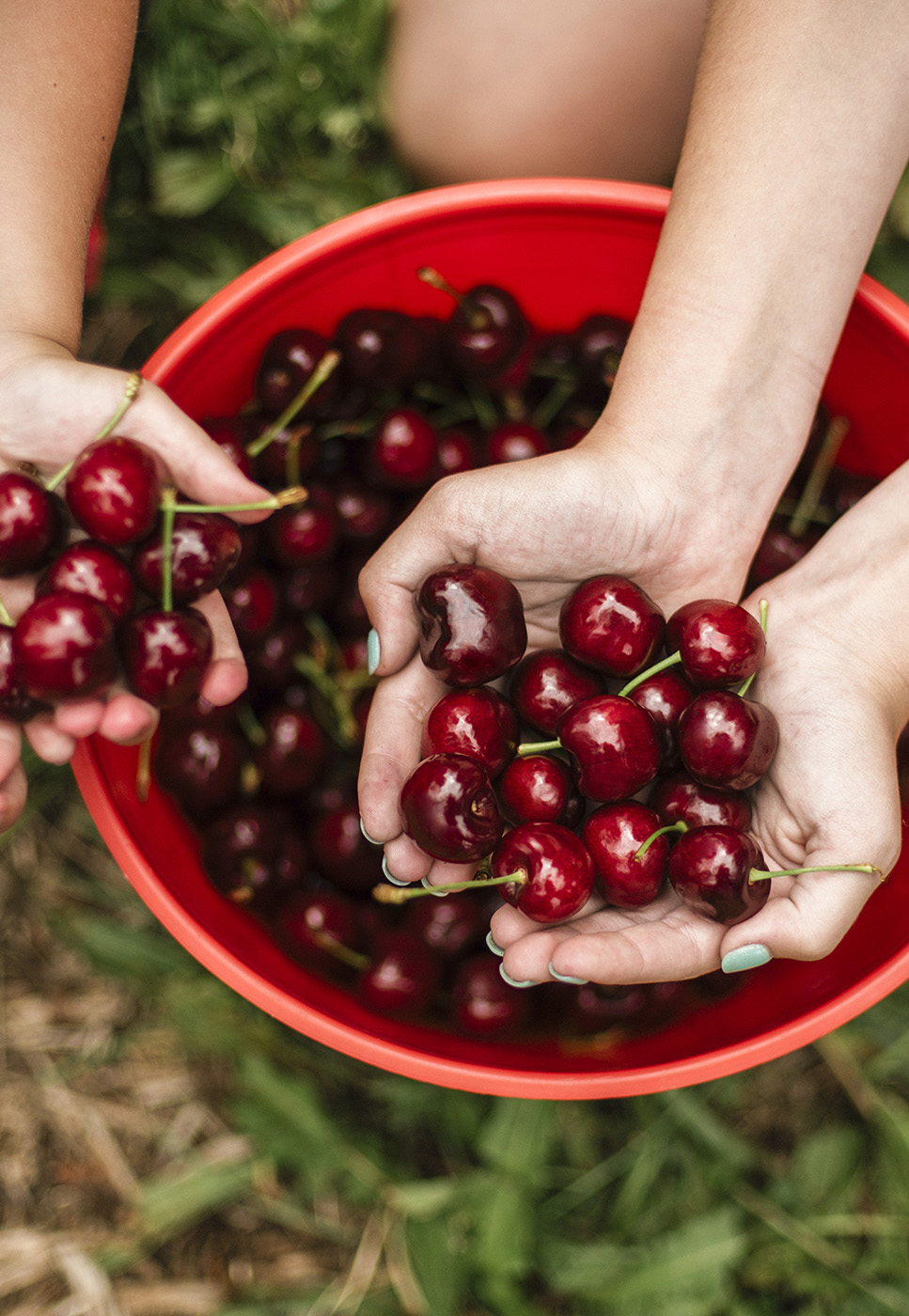 Cherry Tree Hill Wines